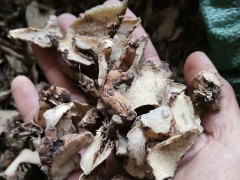 白芨的病蟲害怎樣治？如何預防_預防的辦法有哪些圖2
