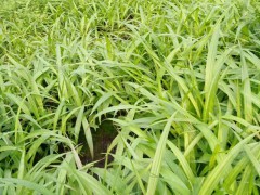 白芨價(jià)格是多少？白芨種植繁育基地圖2
