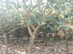 云南山玉蘭樹苗大概多少錢一棵？2cm山玉蘭樹苗9元/棵圖1