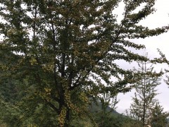 秋季銀杏樹(shù)價(jià)格，苗圃現(xiàn)挖、樹(shù)形優(yōu)美、質(zhì)量保證圖2