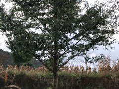 秋季銀杏樹(shù)價(jià)格，苗圃現(xiàn)挖、樹(shù)形優(yōu)美、質(zhì)量保證圖3