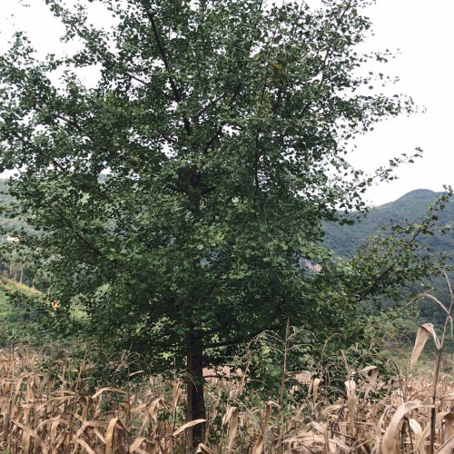 秋季銀杏樹價格，苗圃現(xiàn)挖、樹形優(yōu)美、質量保證