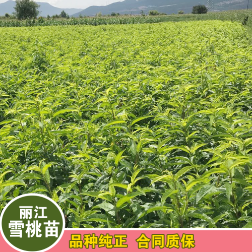 2020年大理麗江雪桃種苗多少錢一棵？