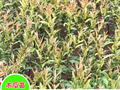 云南木瓜育苗種植技術(shù)_木瓜育苗基地圖2