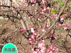云南木瓜育苗種植技術(shù)_木瓜育苗基地圖3