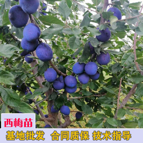 今年西梅的栽種市場(chǎng)前景怎樣？