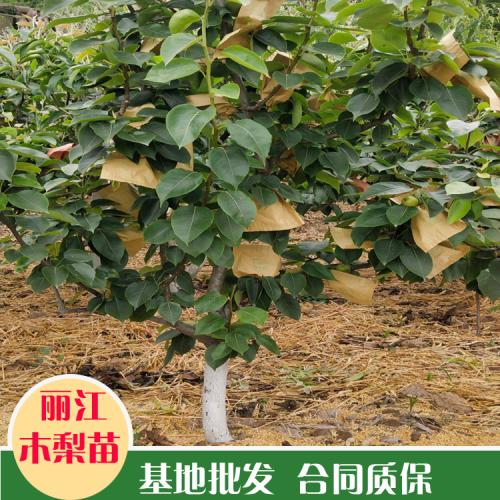 2020木梨樹(shù)苗|木梨子對(duì)環(huán)境的要求