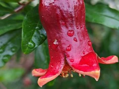 “子孫滿堂吉祥物設(shè)計(jì)”石榴籽能吃嗎？孕婦能吃嗎？種植技術(shù)性有什么？圖2