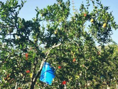 今年石榴價(jià)錢(qián)大約多少錢(qián)一斤？附石榴樹(shù)的種植技術(shù)圖2