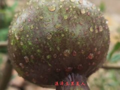 石榴果苗大概多少錢一棵？一般何時栽種好？圖2