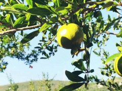 石榴果苗大概多少錢一棵？一般何時栽種好？圖3