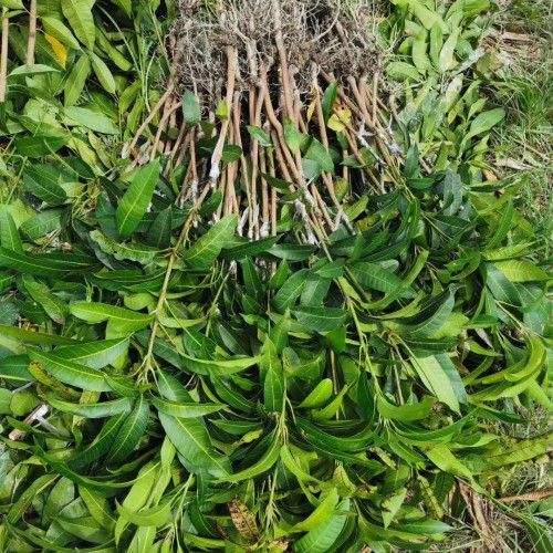 芒果合適栽種的時節(jié)、地址及經(jīng)濟(jì)發(fā)展主要用途