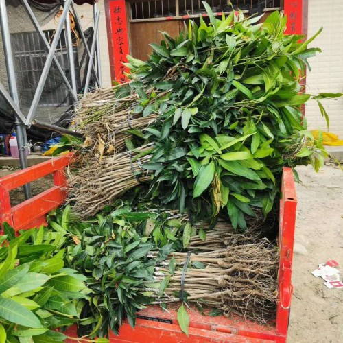 “亞熱帶果王”芒果樹一年結幾回果？怎么種才可以長大量的果子？