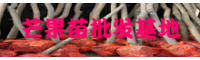 芒果樹(shù)苗多少錢(qián)一棵？栽種市場(chǎng)前景如何？