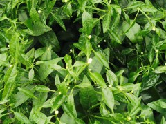 沃柑增產(chǎn)種植技術(shù)詳細(xì)介紹！苗木價(jià)格是要多少錢一棵？圖1