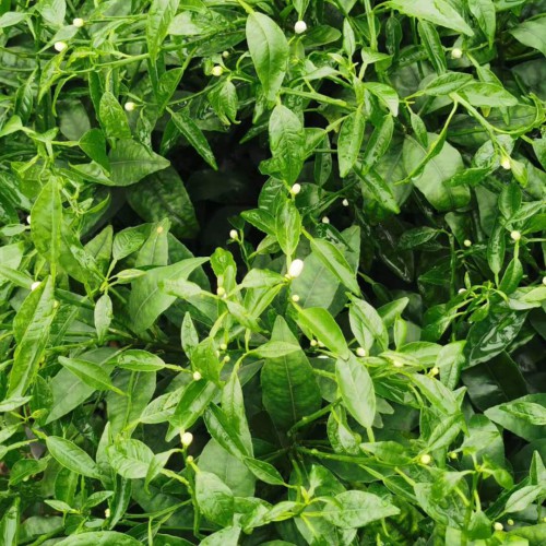 沃柑增產(chǎn)種植技術(shù)詳細(xì)介紹！苗木價(jià)格是要多少錢一棵？