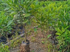 沃柑增產(chǎn)種植技術(shù)詳細(xì)介紹！苗木價(jià)格是要多少錢一棵？圖3