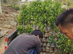 “混種沃柑種類(lèi)”沃柑增產(chǎn)種植技術(shù)及常見(jiàn)問(wèn)題詳細(xì)介紹！圖2