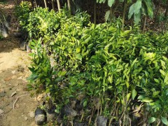 “混種沃柑種類(lèi)”沃柑增產(chǎn)種植技術(shù)及常見(jiàn)問(wèn)題詳細(xì)介紹！圖3