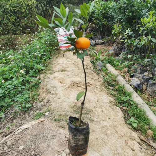 遲熟種類沃柑何時(shí)完善發(fā)售?作用與功效有什么?