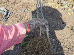 廣西省沃柑苗價格多少？幾月份栽種？附種植技術(shù)性關(guān)鍵點圖1