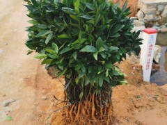 廣西省沃柑苗價格多少？幾月份栽種？附種植技術(shù)性關(guān)鍵點圖2