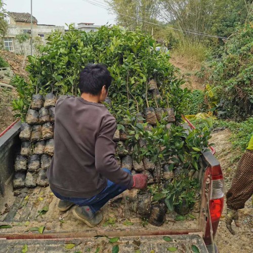 沃柑什么地方能夠 栽種？栽種兩年盛開？畝產量是多少Kg？附增產種植技術