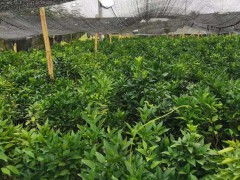 現(xiàn)階段沃柑苗價錢要多少錢一株？什么地方能栽種？市場前景及經(jīng)濟(jì)收益怎樣？種植技術(shù)有什么？圖1