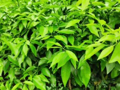 091沃柑苗091無核沃柑苗091無核沃柑苗價(jià)格圖1