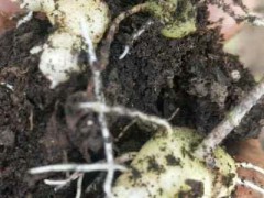 貴州黃精多少錢一株？貴州?黃精的播種方法圖3