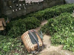 貴陽(yáng)三葉青批發(fā)基地_三葉青市場(chǎng)行情價(jià)格圖2