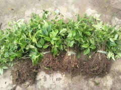 畢節(jié)三葉青種植_三葉青種植批發(fā)價格圖2