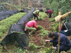 畢節(jié)三葉青種植_三葉青種植批發(fā)價格圖1