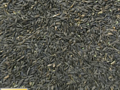 昭通貢菜今年價(jià)格怎么樣_種植一畝需要多少貢菜種子圖1