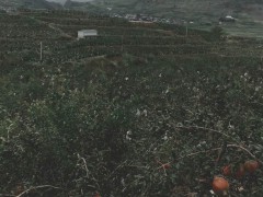 軟籽石榴圖片_軟籽石榴種植海拔圖1