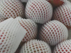軟籽石榴如何育苗_軟籽石榴什么時候種植好圖1