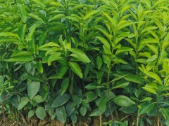 保山芒果種植戶_芒果種植哪點好圖2