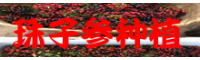 珠子參種植銷(xiāo)售_珠子參產(chǎn)地批發(fā)
