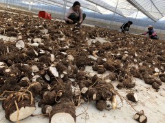 重樓哪里有_重樓收購(gòu)批發(fā)銷售基地圖3
