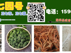 三七干片_三七根_基地批發(fā)銷售圖1
