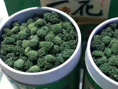 三七花|云南普洱市 三七花銷(xiāo)售批發(fā)價(jià)格圖2
