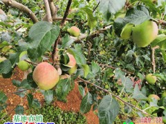 昆明蘋果多少錢一斤?_昆明水果市場(chǎng)價(jià)格表圖3