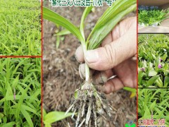 三叉白芨組培苗#紫花白芨種#云南農(nóng)業(yè)科技有限公司圖1