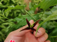 百部藥材小苗 河北藥材種苗價格 中草藥種苗查詢網(wǎng)圖2