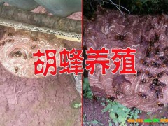 2019年4月28日云南,廣西胡蜂多少一斤,價(jià)格行情動(dòng)態(tài)圖1