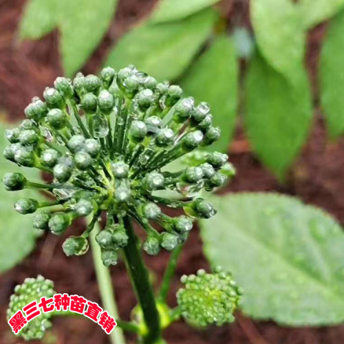 哪里有賣黑三七種子的？【黑三七種植方法】