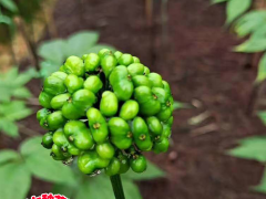 哪里有賣黑三七種子的？【黑三七種植方法】圖2