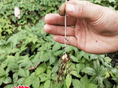 哪里有賣黑三七種子的？【黑三七種植方法】圖3