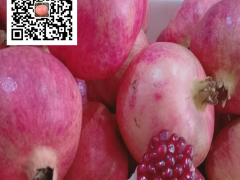 全國農(nóng)產(chǎn)品地理標志，鹽水石榴特點圖2