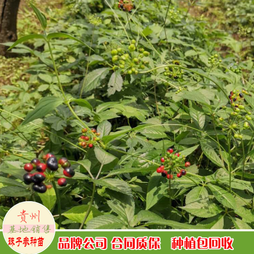 珠子參 貴州畢節(jié)市珠子參(雞腰參)價(jià)格行情